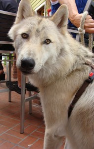 Journey the wolfdog dine with your dog