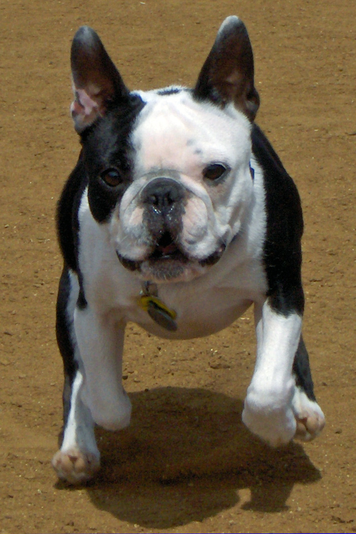 UT Pet School, “Come”!   Linda Michaels, M.A., — Del Mar Dog Training