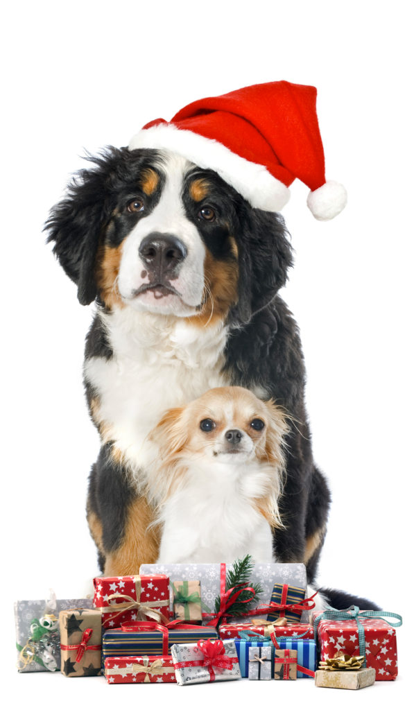 Do No Harm Dog Training Holiday Gifts