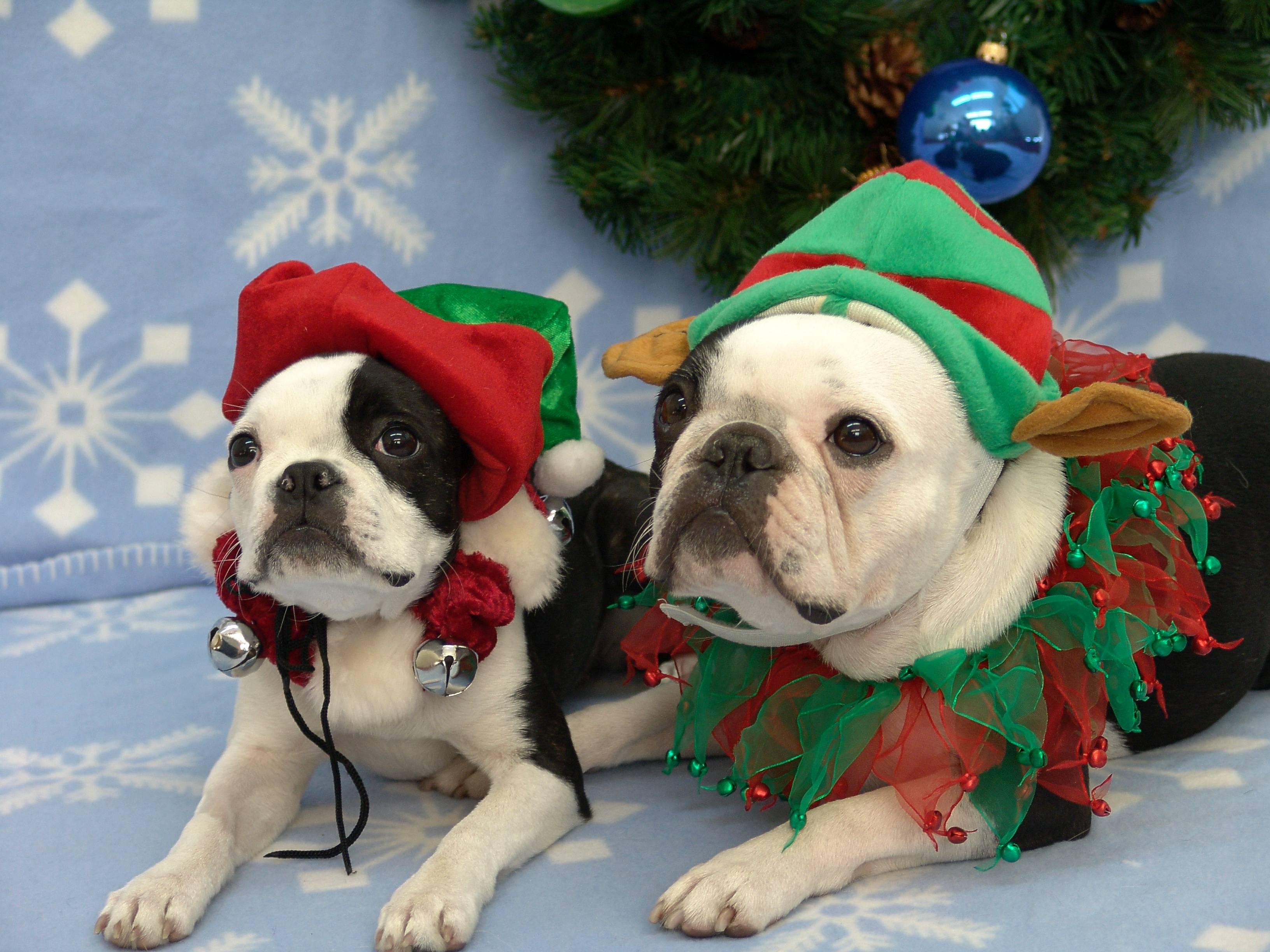 Holidays Smells Are in the Air!   Linda Michaels, M.A., — Del Mar Dog Training