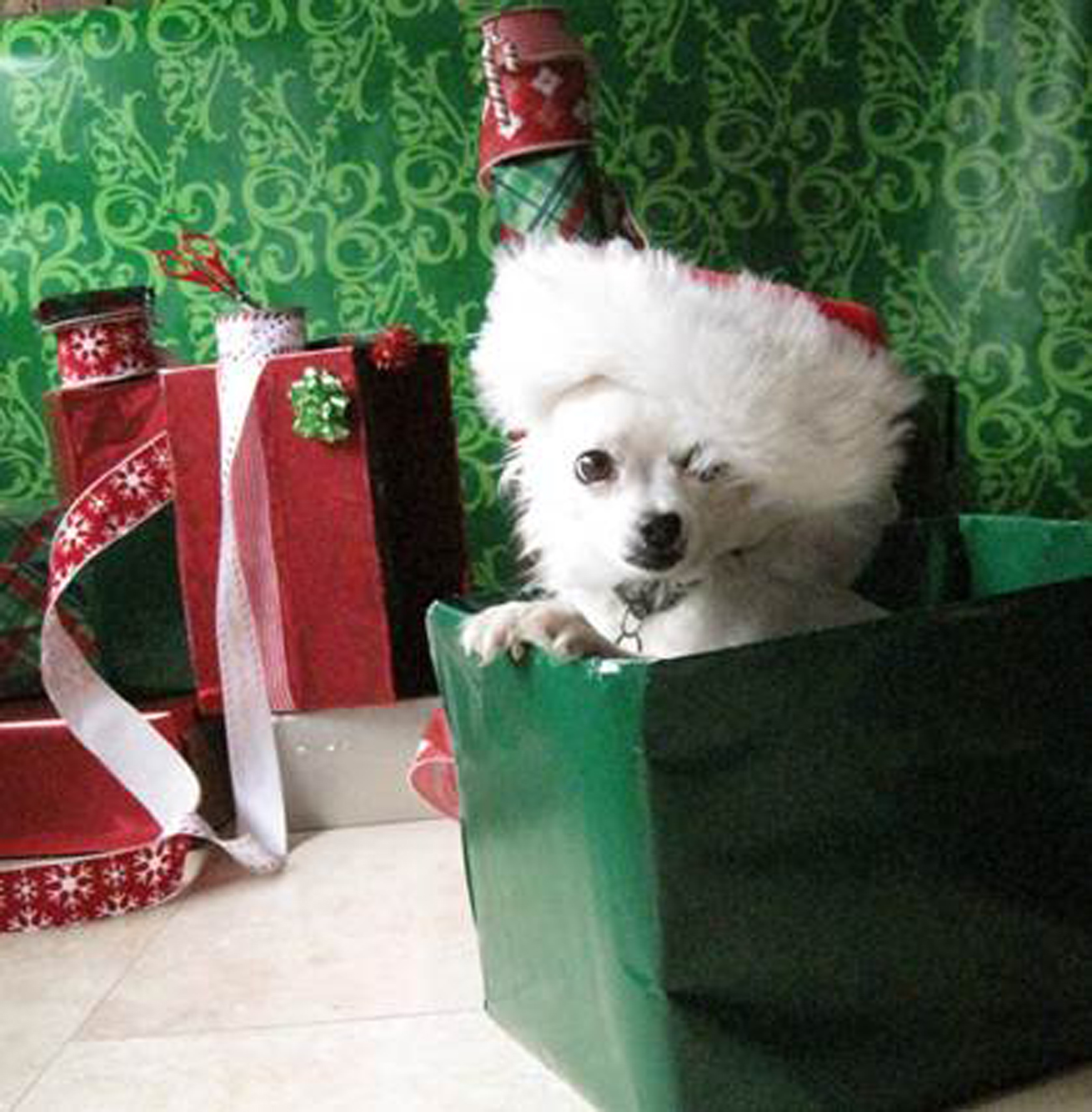 Top 10 Thank You Gifts for Your Jingle Dog.   Linda Michaels, M.A., — Del Mar Dog Training