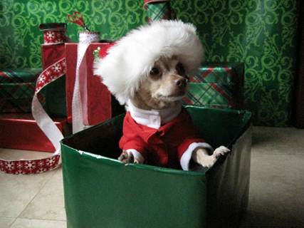 Jingle Dogs -Top 10 Gifts.   Linda Michaels, M.A., — Del Mar Dog Training