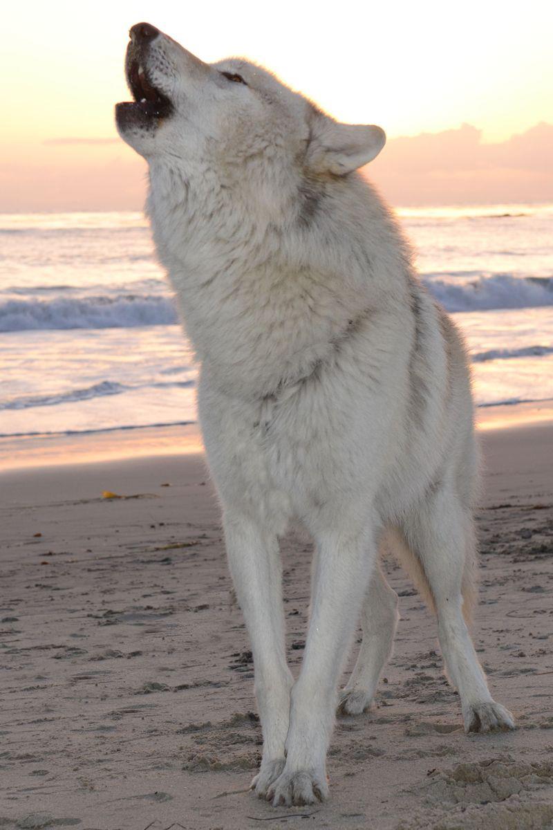 Meet Wolfdog Journey.   Linda Michaels, M.A., — Del Mar Dog Training