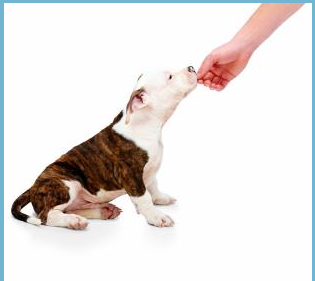 WHEN AND HOW TO TRAIN YOUR PUPPY or NEW RESCUE.   Linda Michaels, M.A., — Del Mar Dog Training