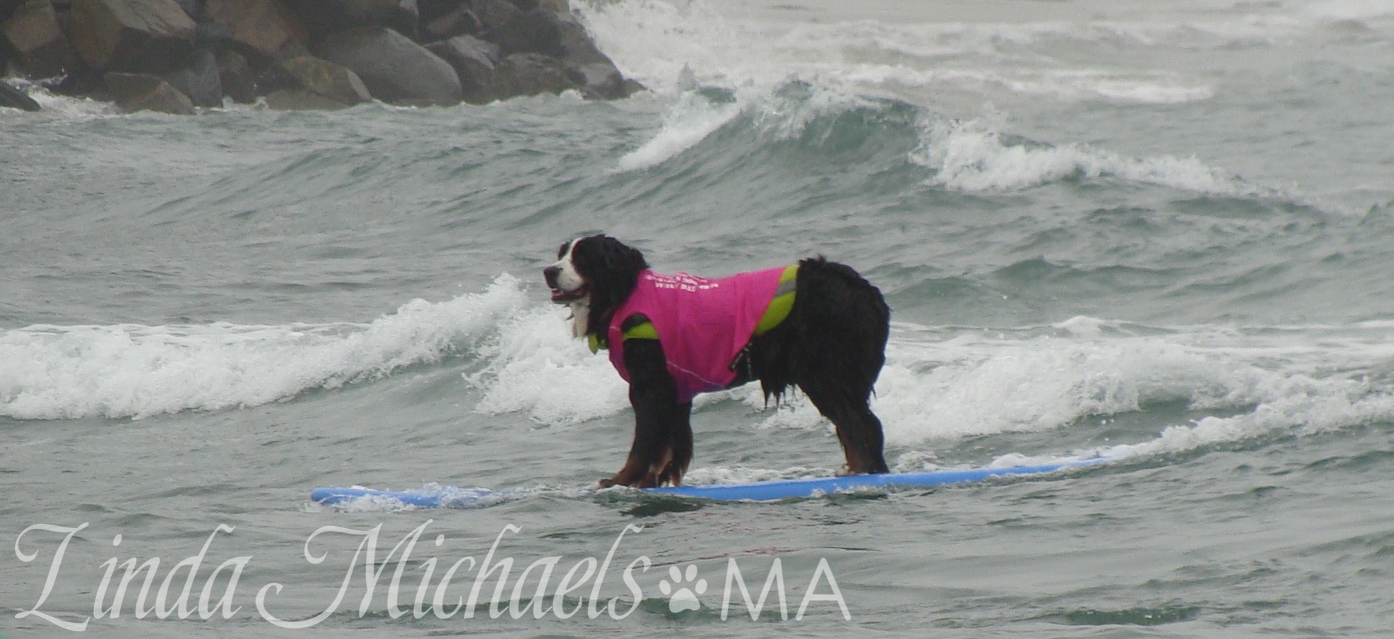 SUMMER’S HERE! DOG BEACH & PARK.   Linda Michaels, M.A., — Del Mar Dog Training