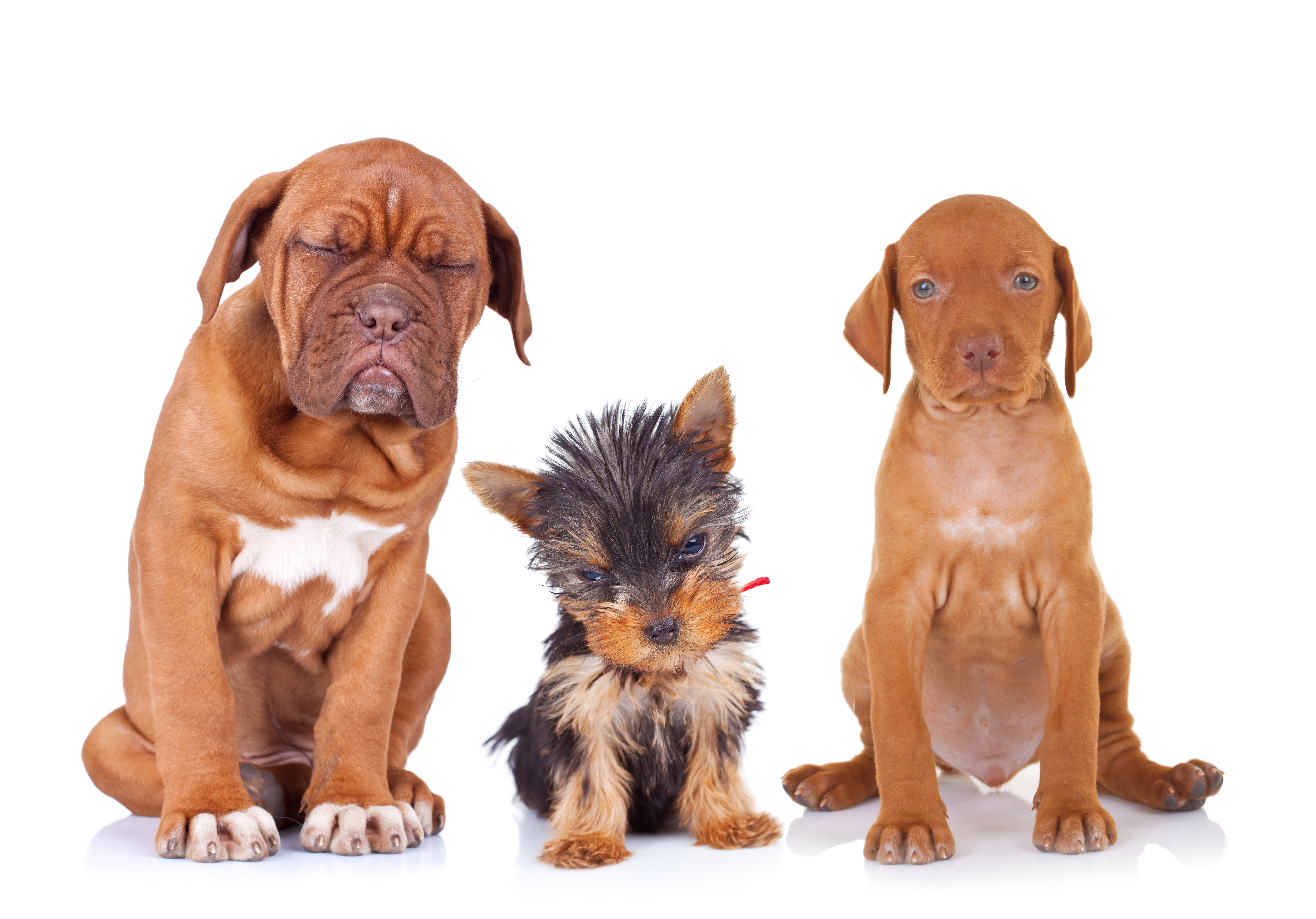 PET PARENTING POSITIVELY… Part 1.   Linda Michaels, M.A., — Del Mar Dog Training