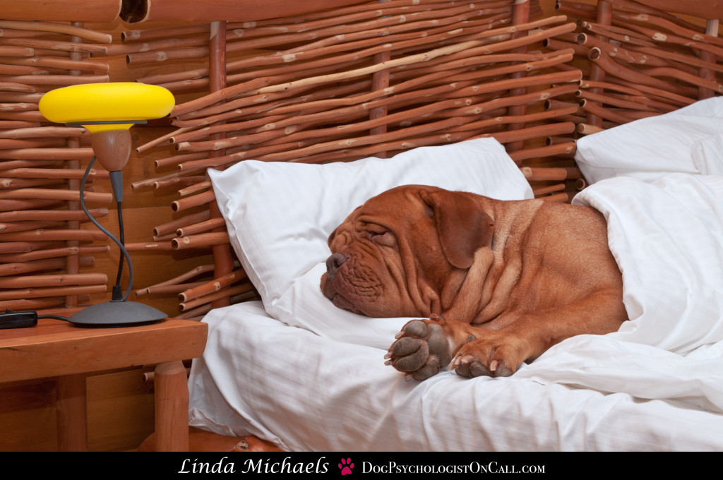 Dogue De Bordeaux Comfortably Sleeping in bed with white sheets