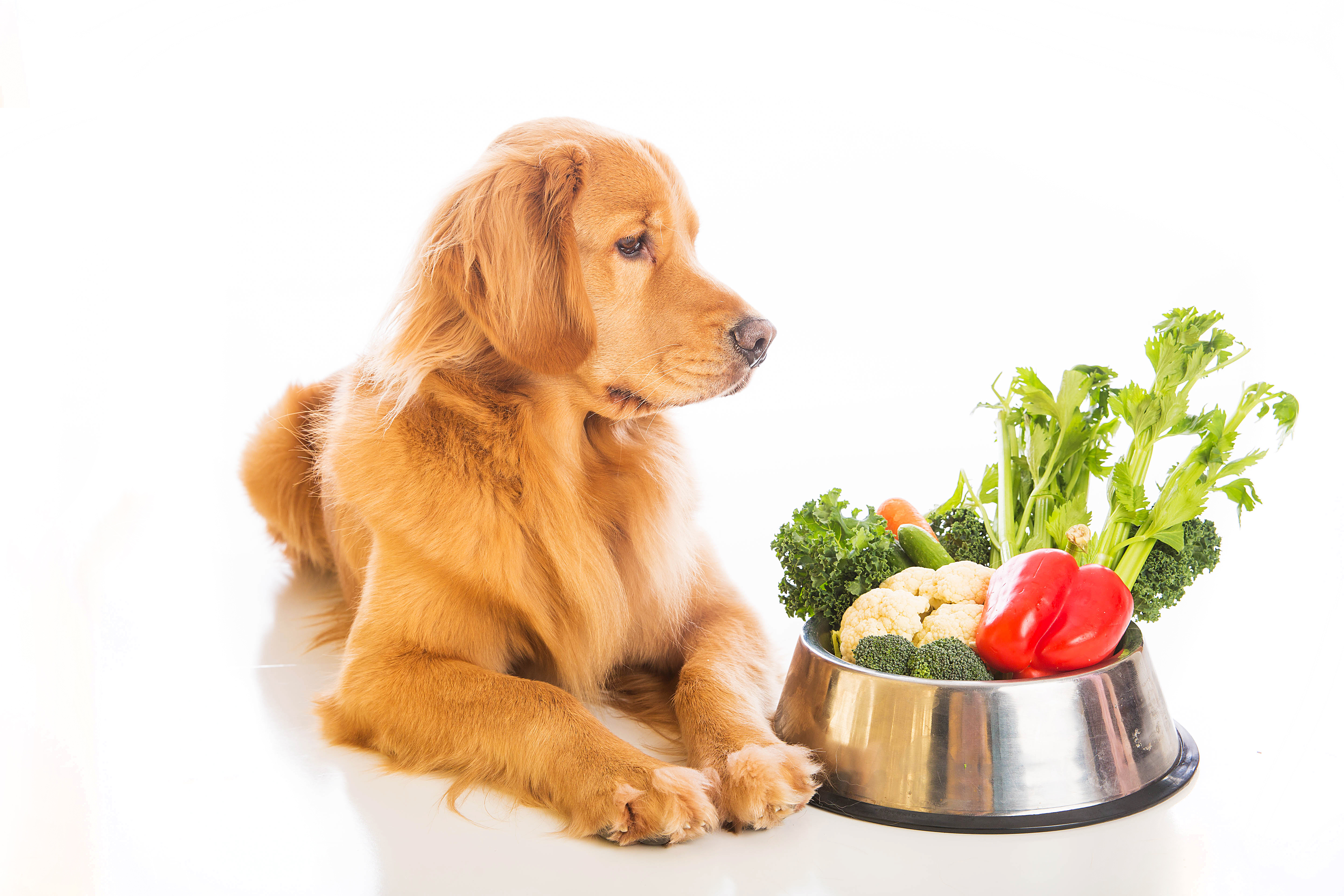 New Year’s Dog Diet Resolution: “I resolve that my dog will eat better in the new year!”   Linda Michaels, M.A., — Del Mar Dog Training