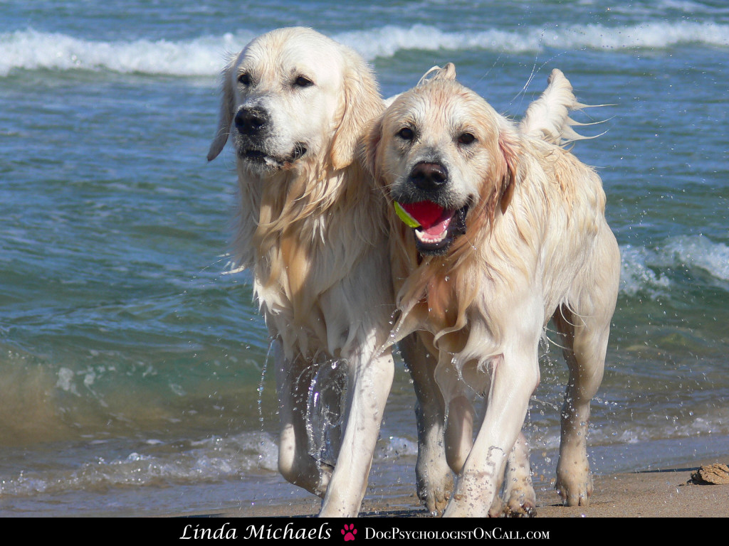 Linda Michaels Del Mar Dog Trainer dog psychologist san diego