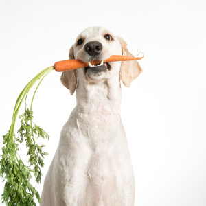 A dog holding a carrot in it's mouth.