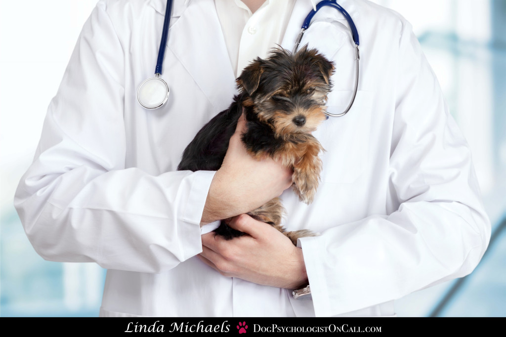 Linda Michaels Del Mar Dog Trainer dog psychologist san diego