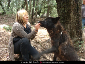 Linda Michaels MA del mar dog trainer dog psychologist san diego dog training wolfdog wolfdog journey