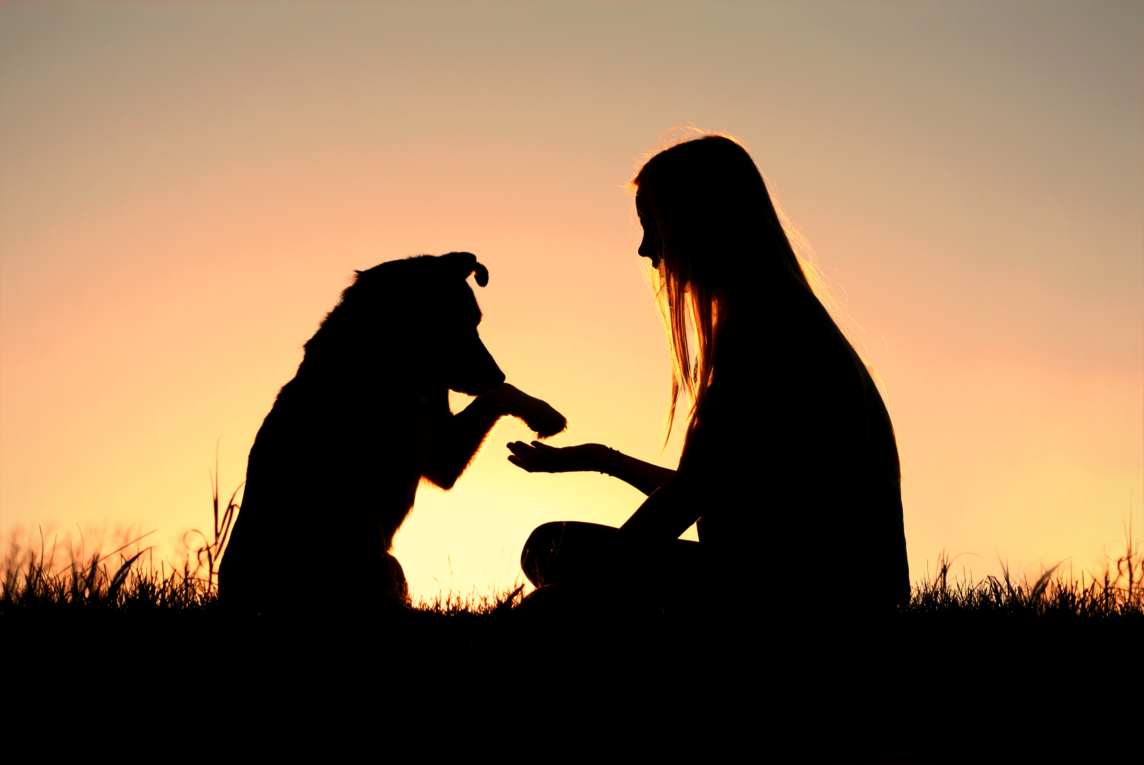 How to Find a Good Dog Trainer