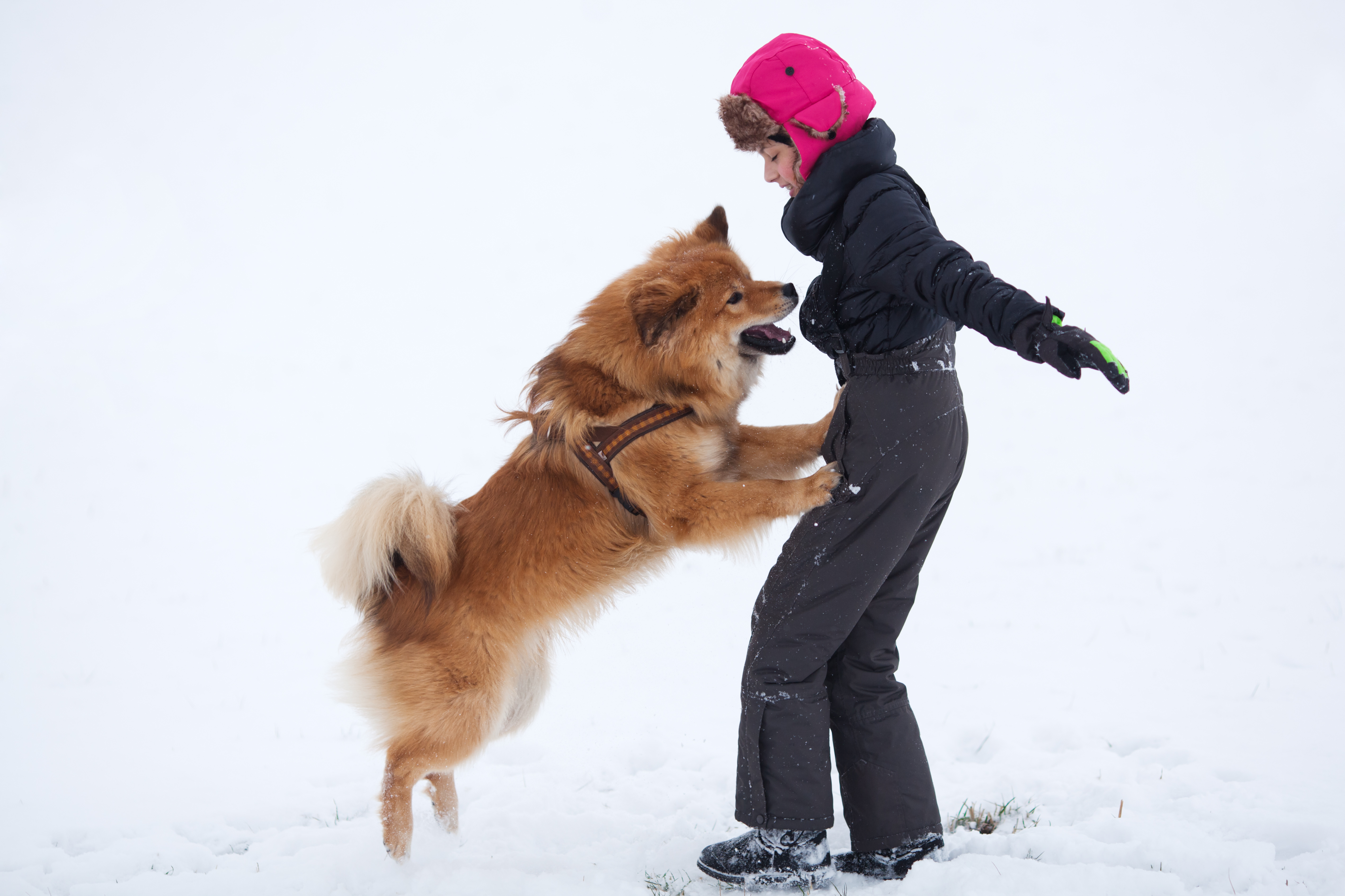 Linda Michaels Del Mar Dog Training san diego dog trainer