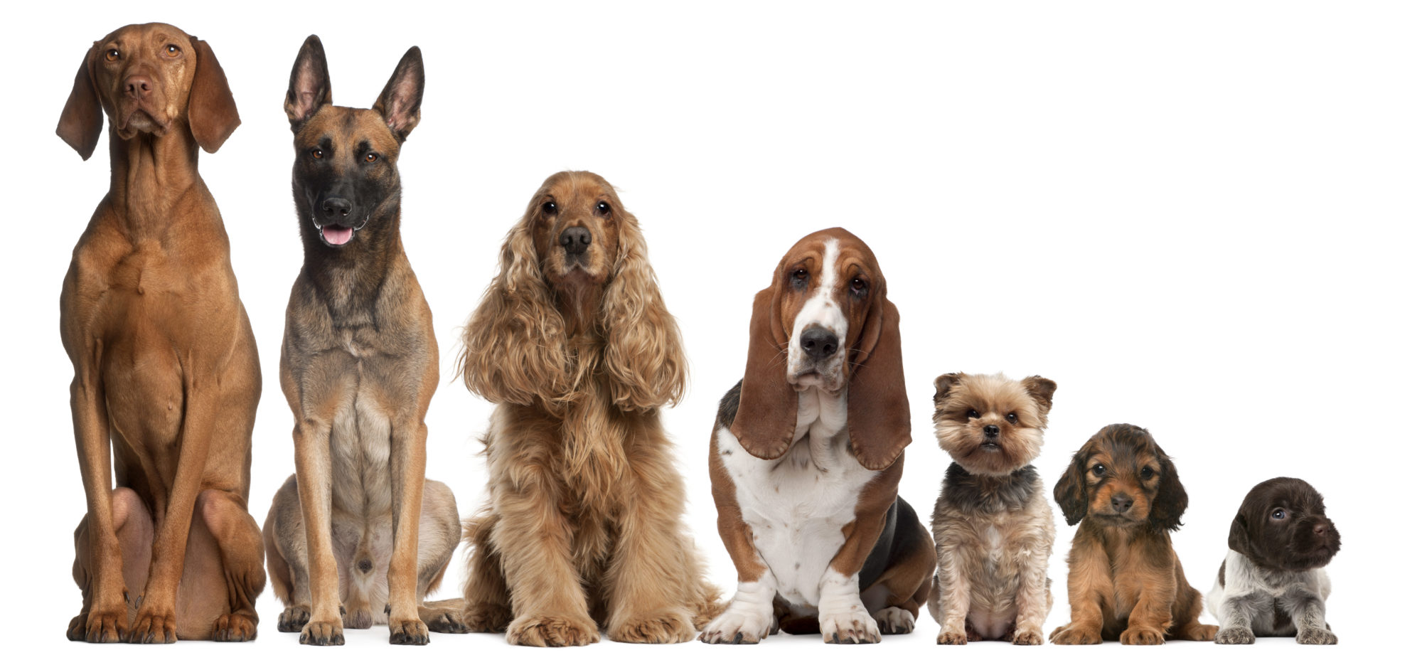 Before You Fall in Love: Finding the right dog to fit your family. Part 1.