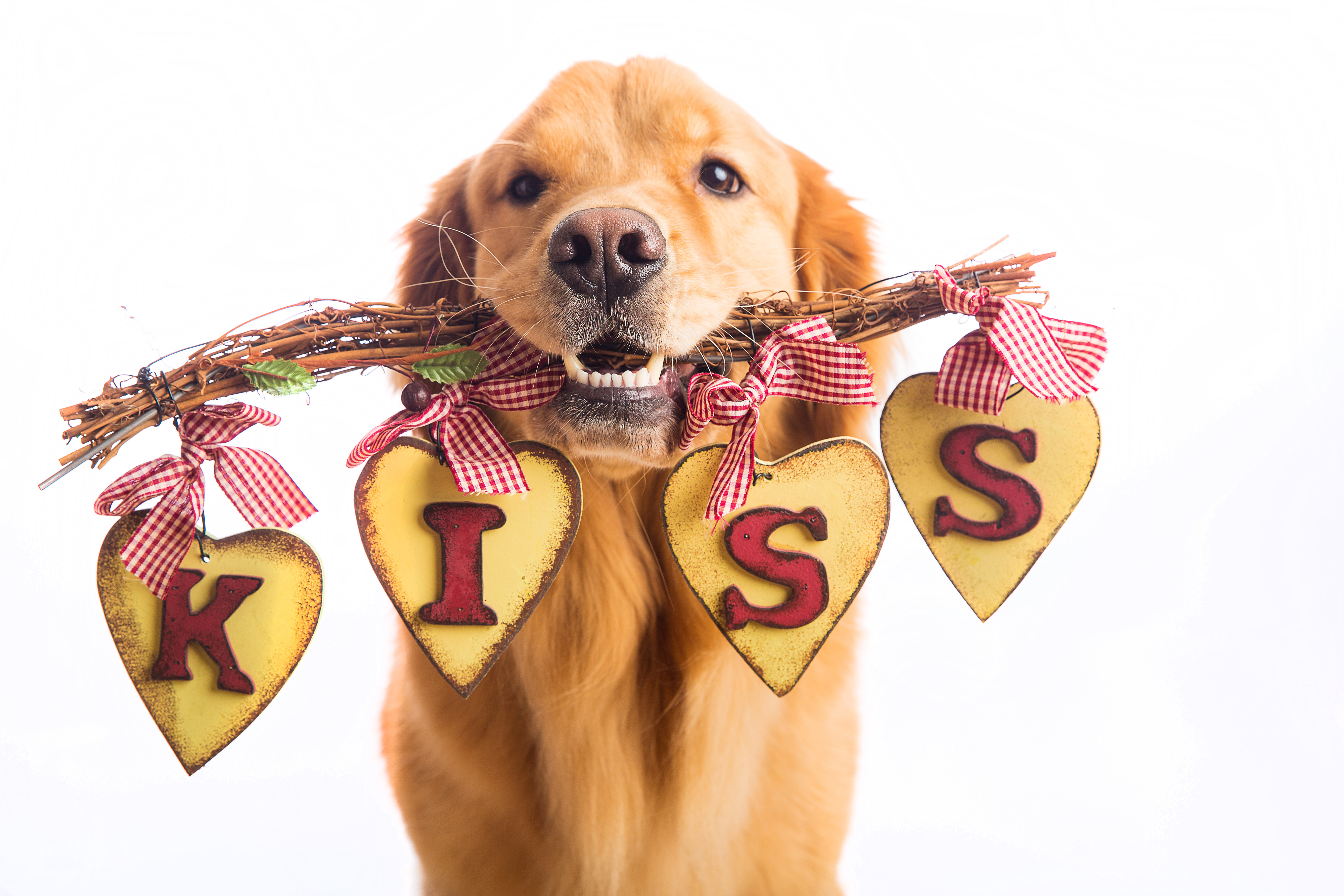 Valentine's Day Dog do no harm dog training